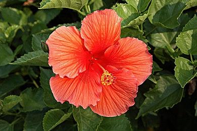 《鬼泣》系列20周年生日！卡普空举办Switch纪念特卖活动